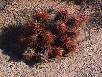 Červený kaktusek
