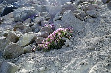 Flowers in dust.