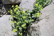 Flowers on top.