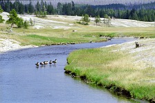 Ducks.