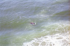 Sea lion