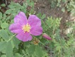 Divoká růže. | Wild rose.