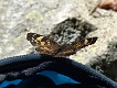 Motýl. | Butterfly.