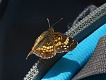 Motýl. | Butterfly.