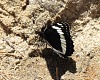 Motýl. | Butterfly.