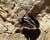 Motýl. | Butterfly.