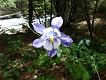 Kosatec. | Iris.