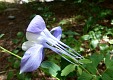 Kosatec. | Iris.