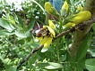 Čmelák. | Bumblebee.