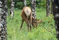 Ani u ovčích jezírek jsme neviděli divoké ovce tlustorohé, jen pak u silnice jelena. | No luck spotting bighorn sheep at Sheep Lakes - only an elk from the road.