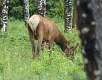 Jelen. | Elk.