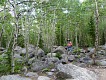 Koza v lesíku. | In a goat grove.