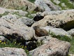 Svišti měli zjevně polní den. | Marmots had obviously a field day.