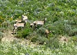 Antilopy. | Antelopes.