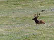 Jelen. | Elk.