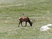 Jelen. | Elk.