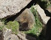 Svišť. | Marmot.