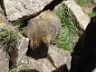 Svišti zjevně turisti vůbec nevadili - ti byli ovšem drženi na uzdě párem rangerů. | The marmot did not seem to mind all the tourists - who were held at bay by two rangers.
