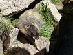 Svišť. | Marmot.