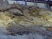 Pravěké kostry. | Ancient skeletons.