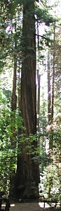 Redwood