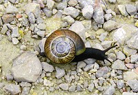 A mountain snail