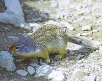 Colombian ground squirrel