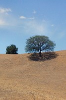 Sharp shadows under an oak