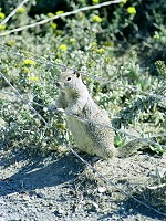 A ground squirrel leaning on barbed wire