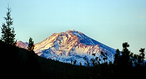 Shasta