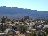 Joshua Tree