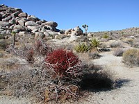 Joshua Tree