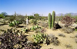 Saguaro NP