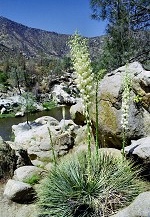 Kern River