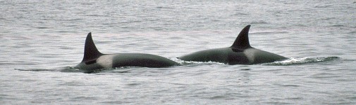 Two orcas taking a breath