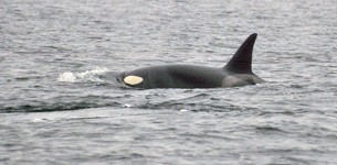 Some orcas have visible white spots