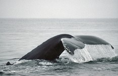 A tail of a humpback whale