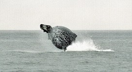 The same, jumping humpback