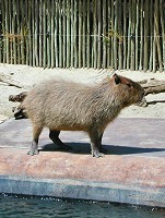 Capybara