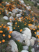 California poppies