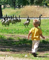 Tom and geese