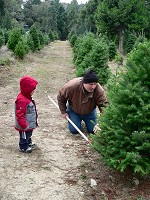 Sid cuts the tree