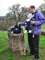 In a hollow tree