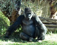 This lowland gorilla could be seen quite well behind this special glass (most likely a one-way mirror)