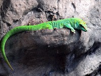 Gecko: a green dragon that can walk up a glass wall.