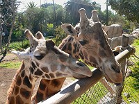 Giraffes are literally eating off your palm at Santa Barbara ZOO.