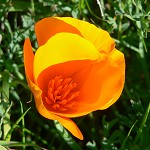 California poppy