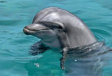 Dolphin