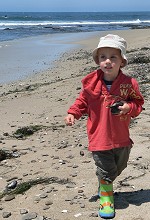 Tom got carried away by shell hunt at Davenport Beach