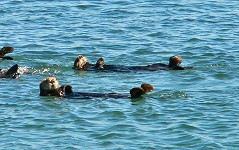 Two sea otters